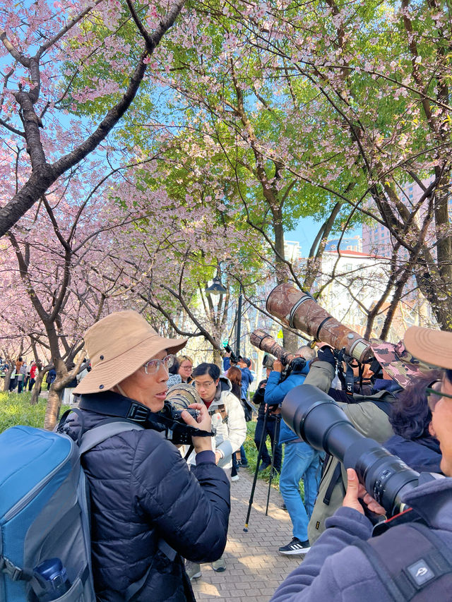 3.18櫻花實況｜我讚一萬遍，不如你來看一眼