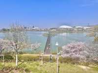 🇯🇵福岡小眾賞櫻地，邂逅漫畫般的櫻花盛景