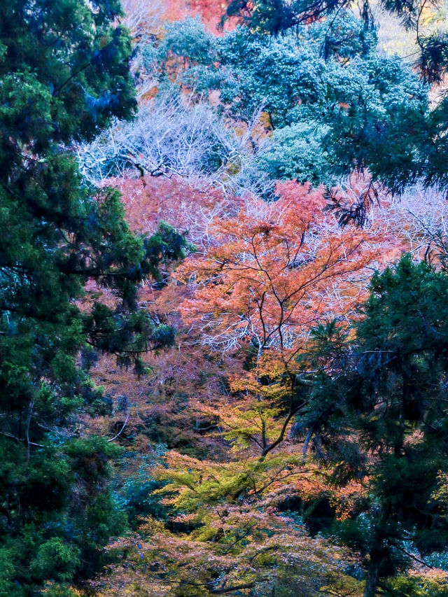 繁花似錦：在萁面公園的靜謐漫步