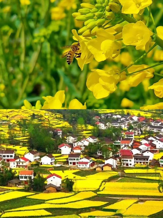 陝西漢中／3-4月來封神巴山秘境的治癒之旅