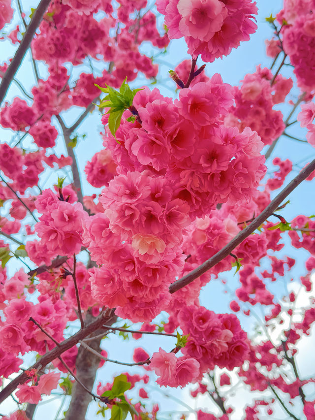 一日遊 | 攻略安寧玉龍灣景區寵物友好公園