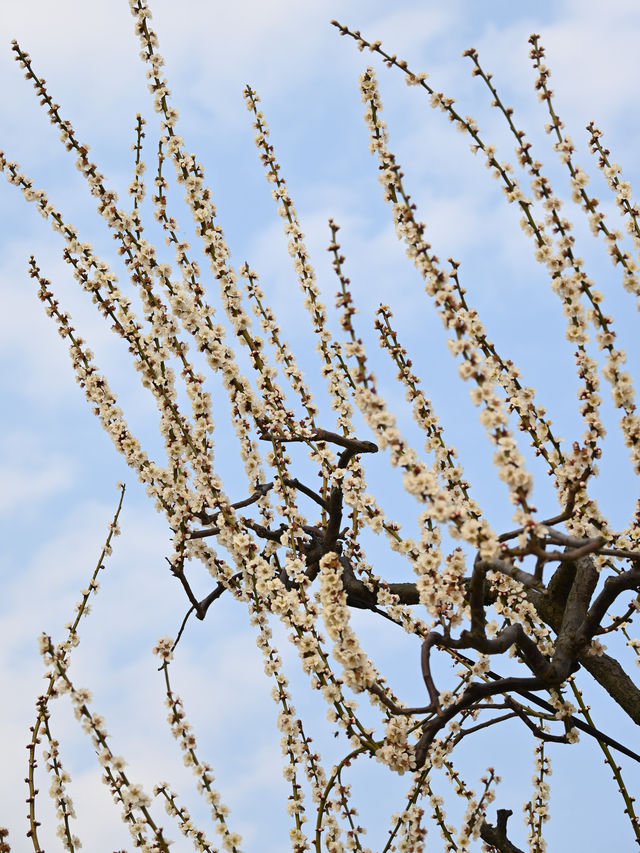 梅花盛開時「香雪海」三個字具象化了