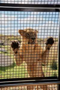 來莫納托野生動物度假村盡享自然野趣吧！