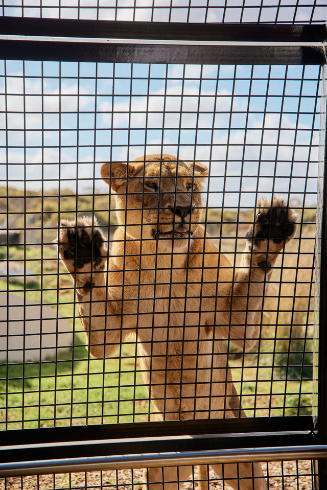 來莫納托野生動物度假村盡享自然野趣吧！
