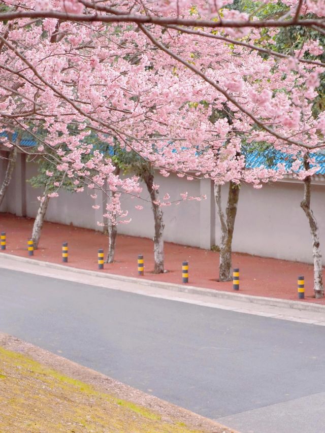 武漢大學櫻花城堡｜櫻花綻放的春日浪漫