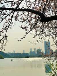 西湖公園踏春聖地