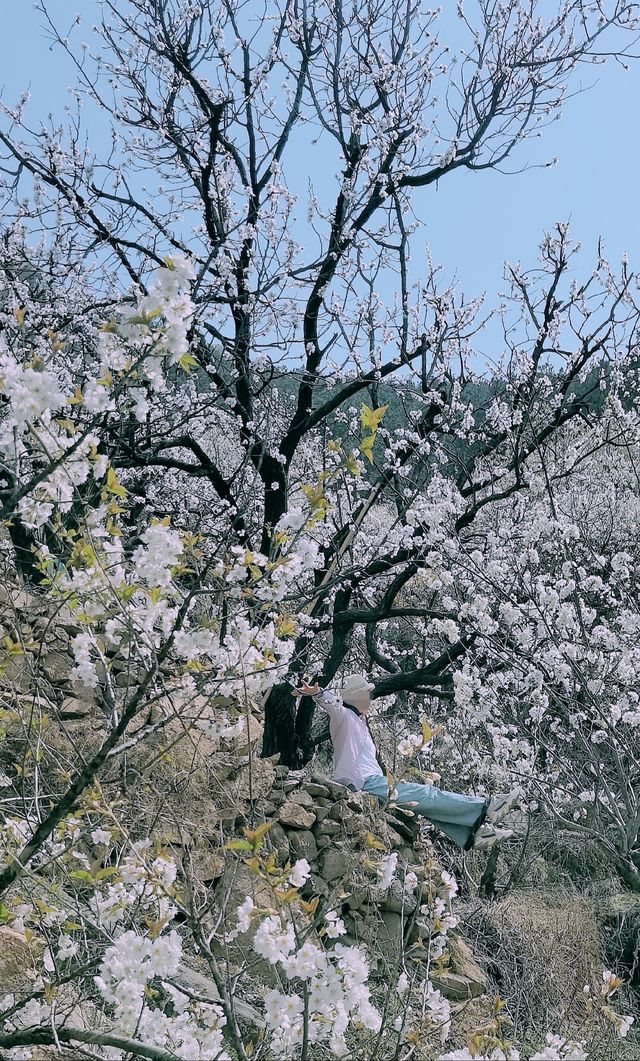 青島櫻花節賞花攻略：春日青島，粉白晚霞的童話世界。