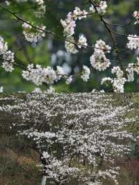百林公園重慶旅遊攻略 | 免費打卡勝地，用鏡頭捕捉初夏浪