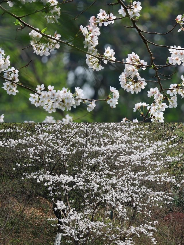 百林公園重慶旅遊攻略 | 免費打卡勝地，用鏡頭捕捉初夏浪