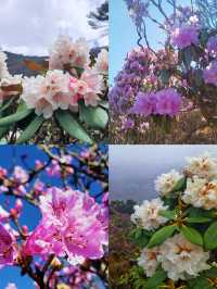 赴一場杜鵑花海|轎子雪山嘅反季浪漫