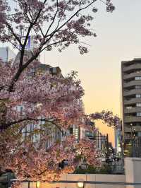 標題：名古屋嘅櫻花，浪漫到心坎里💕