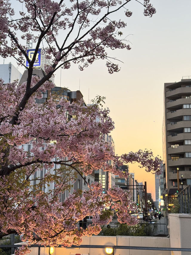 標題：名古屋嘅櫻花，浪漫到心坎里💕