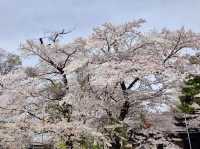 大町西公園，春風輕拂的櫻花小徑