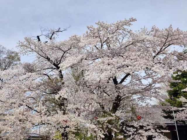大町西公園，春風輕拂的櫻花小徑