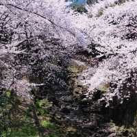 4.2濟州島櫻花實況🌸