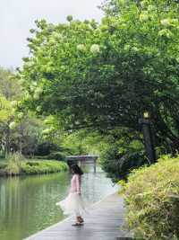 Explore the Stunning Hydrangea Waterfall at Xixi Wetland with Free Route Options