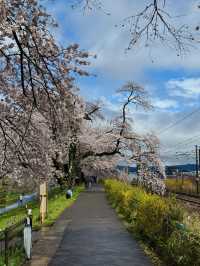 🌸仙台返東京途中嘅驚喜：白石川堤賞櫻盛宴🌸