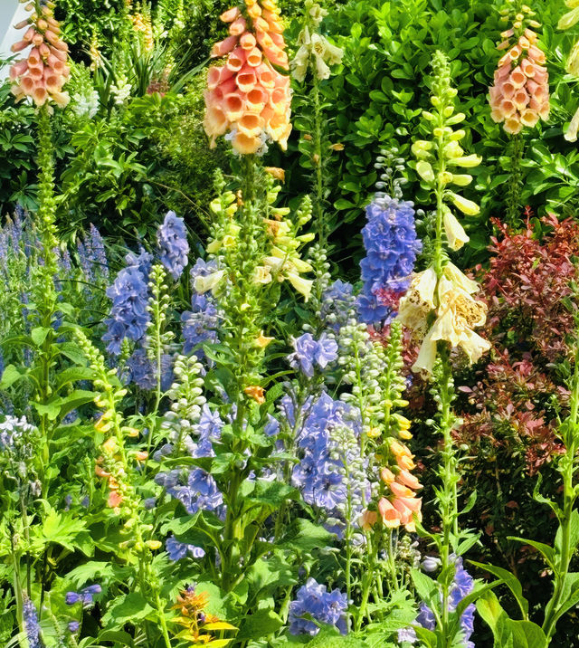 玉淵潭公園/京城櫻花C位