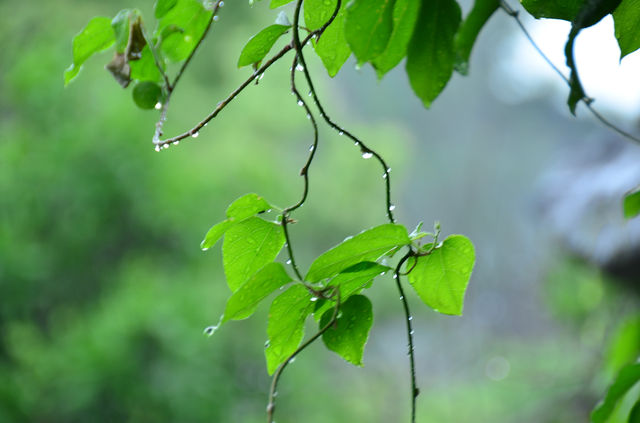 雨霁枕河：杭州枕河居民宿的煙雨水墨圖