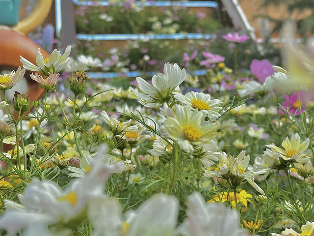 🌷香港花卉展 | 误入現實版莫奈花園