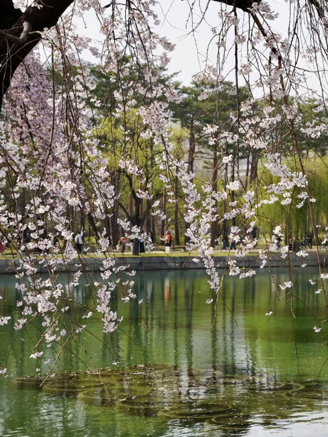 花影輕吟，景福宮春日裡的時光慢旅