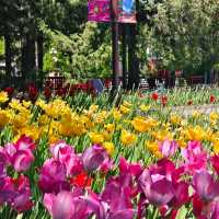 中山公園📍4月29日鬱金香🌹仍在盛放中