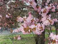 🌸🌸🌸北海道大學的櫻花，簡直美到犯規！