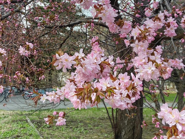 🌸🌸🌸北海道大學的櫻花，簡直美到犯規！