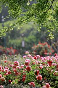 五一必去嘅浪漫花海打卡攻略 杭州花圃·月季盛花期   時間: 4月底-5月中（五一正盛