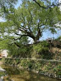 芹川古村