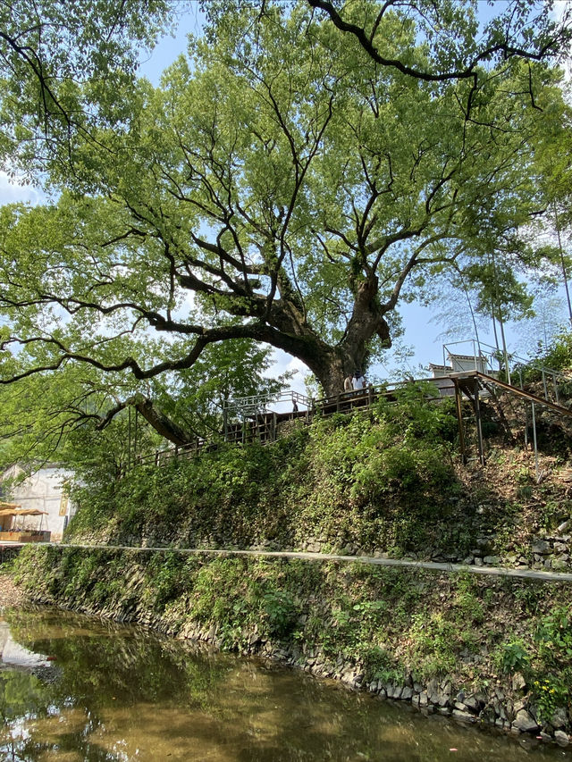 芹川古村