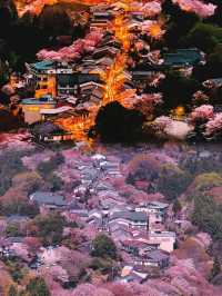 東京早櫻……好似漫畫中嘅春日場景