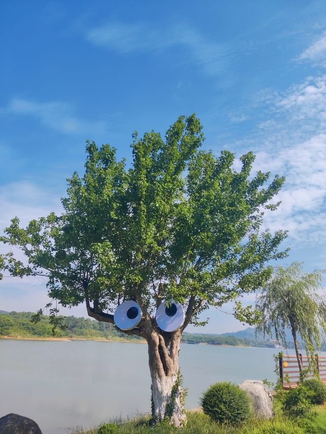快嚟睇一棵生得唔多聰明嘅樹。