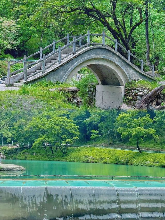 今個夏天，一齊走入喇叭河嘅童話森林啦