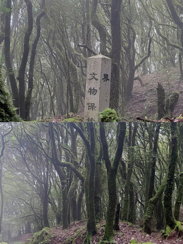 闖入迷霧結界！哀牢山，解鎖異世界生存法則