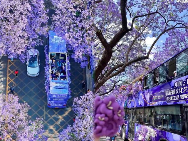 藍花楹瀑布下流淌！昆明盤龍江的紫色浪漫暴擊