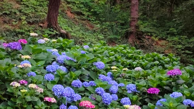 青島中山公園花溪谷