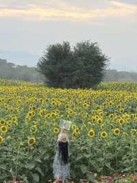 6.21直擊！美到窒息！免費夏日頂流向日葵花海盛開中🌻鮮熱出爐零濾鏡零修圖花況大公開！