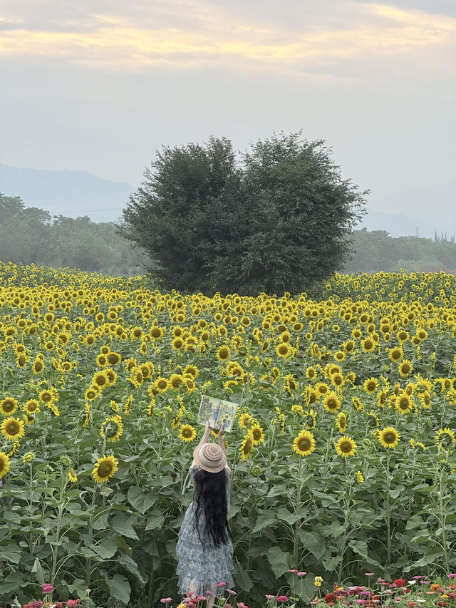 6.21直擊！美到窒息！免費夏日頂流向日葵花海盛開中🌻鮮熱出爐零濾鏡零修圖花況大公開！