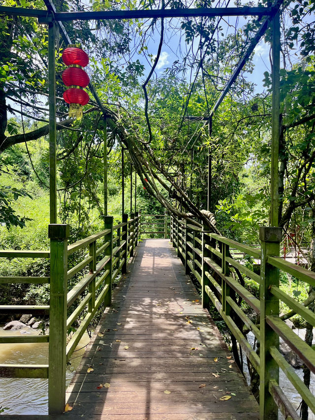 A Hidden Treasure in Hainan!🌿