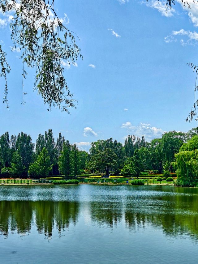 【北塢公園】漫步稻浪與古橋間