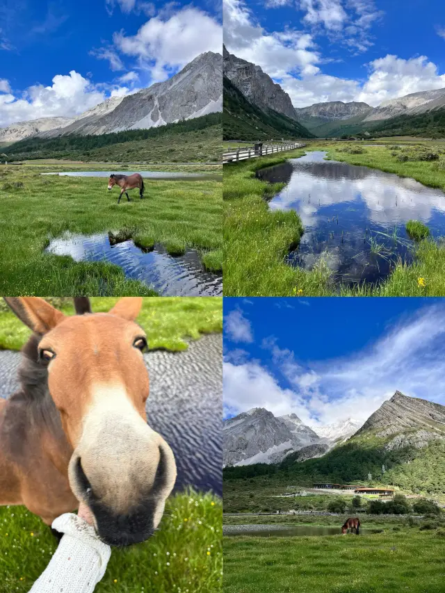 “ใช้เวลา 6 ปีเพื่อแลกบัตรเข้าชมเต้าหงอ้ายติง!”