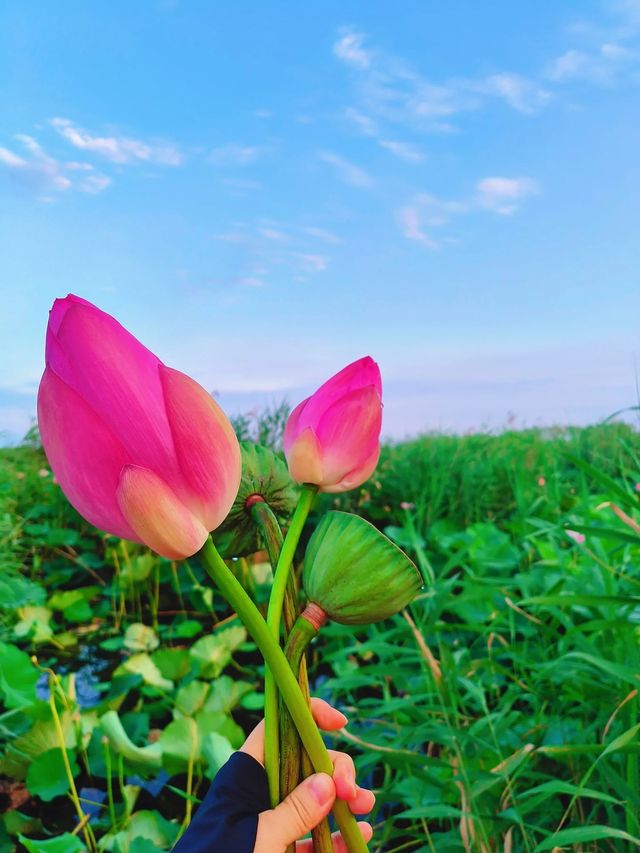 周邊好去處 白洋淀荷花季