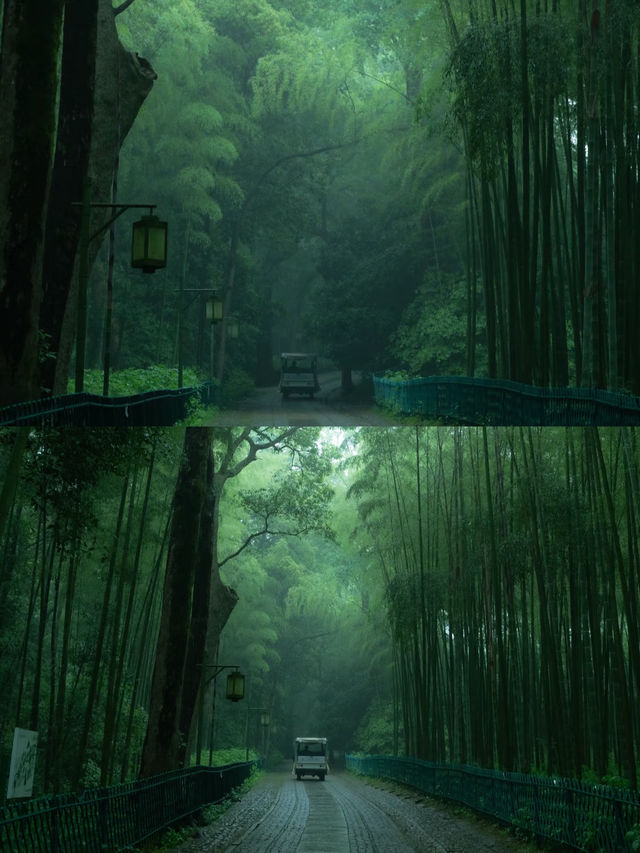 漫步杭州竹徑
