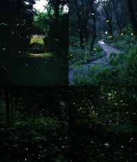 南京夏夜『爆燈』啦！7-8月限定螢火蟲雨，錯過要等一年！