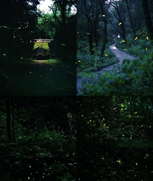 南京夏夜『爆燈』啦！7-8月限定螢火蟲雨，錯過要等一年！
