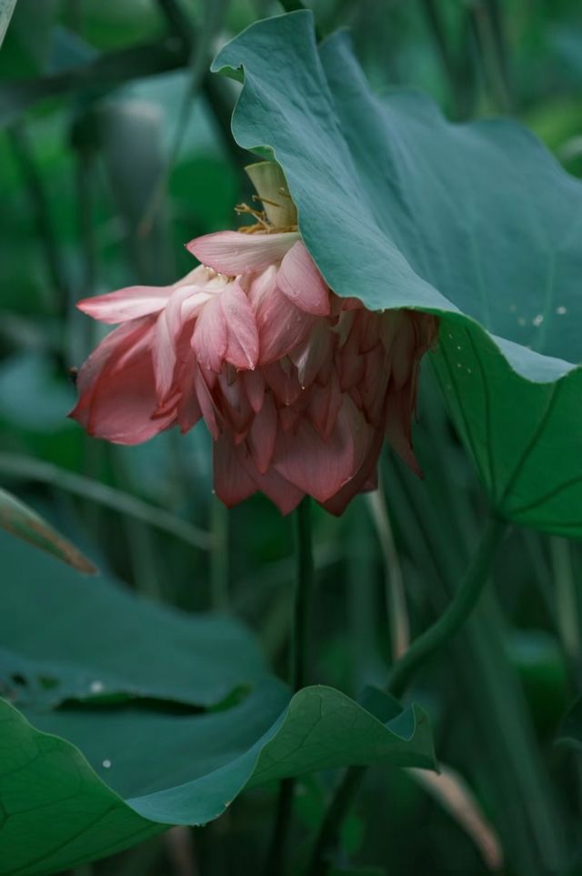 荷你有約 | 同里國家濕地公園2025終極賞荷攻略,解鎖夏日限定 荷你有約 | 同里國家濕地公園2025終極賞荷攻略,解鎖夏日限定