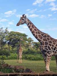 Unforgettable Stay at Giraffe Manor