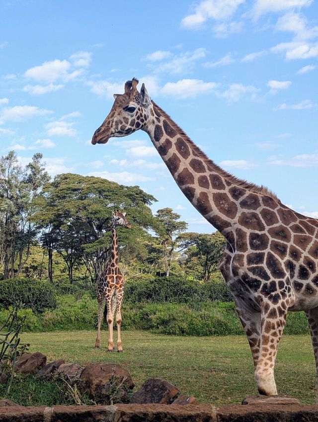 Unforgettable Stay at Giraffe Manor