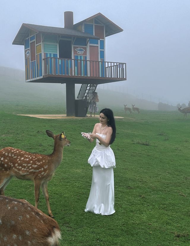 周末拉着姐妹自駕郴州仰天湖大草原！